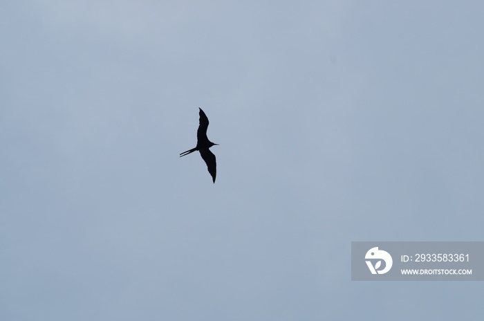 Bird silhouette png