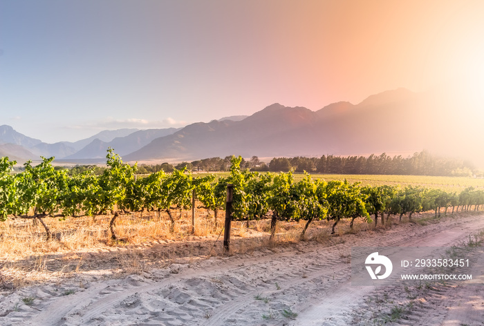 Grape vines in the sunset in a vineyard near Wemmershoek, Western Cape South Africa