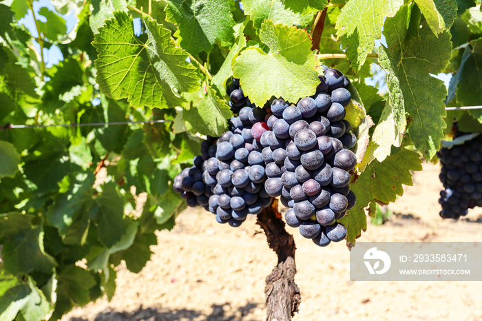 Vineyard with red wine grapes near a winery in late summer, grapevines before harvest and wine production in Europe