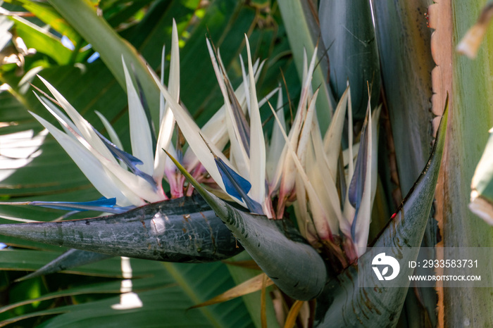 Strelitzia nicolai pertenece a la familia Strelitziaceae