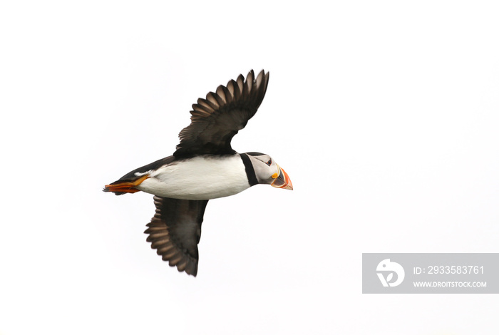 Atlantic Puffin in flight, white background isolated. The clown faced bird. Newfoundland, Canada. Slight motion blur