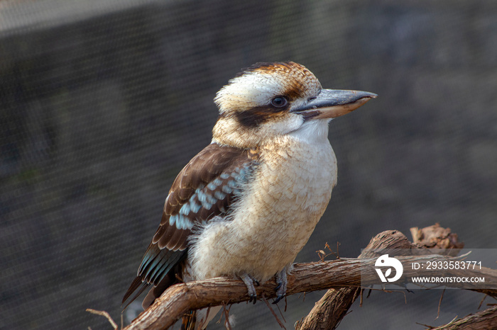 Kookaburra bird on a perch relaxing on a sunny day.