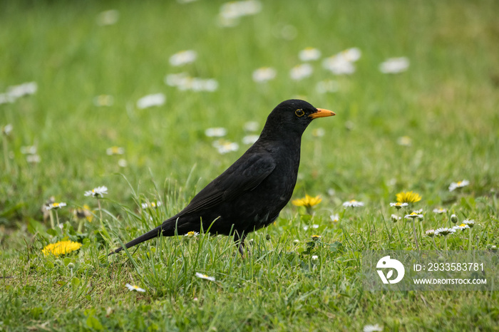 Male blackbird on the ground in the grass.