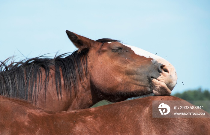 Horse Hates Flies