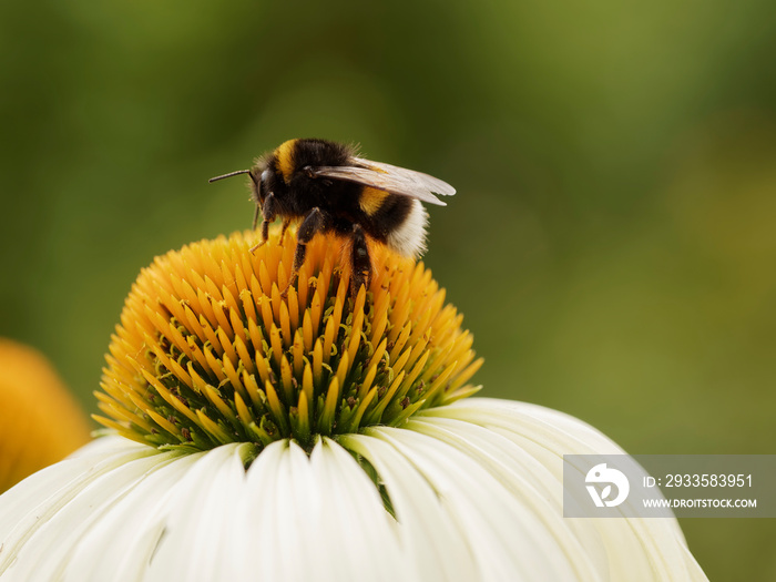 Bombus terrestris | Buff-tailed bumblebee or large earth bumblebee