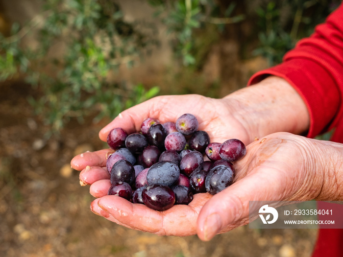 Agriculturist keeps in his hands some of the harvested fresh olives for olive oil production,