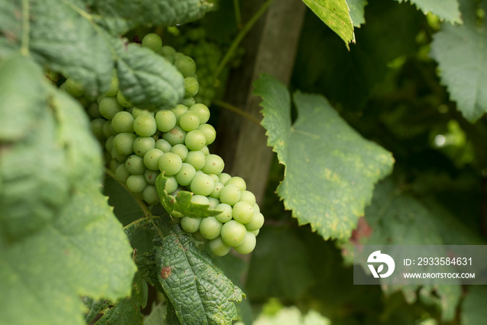 Bunch of green grapes in a vineyard dedicated to wine production in Uruguay