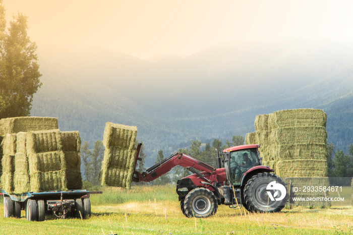 A farmer is loading bales of straw to an attachment truck with farm tractor in the field