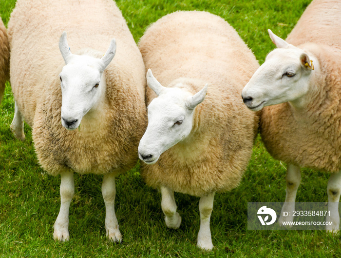 Trio of sheep on green grass.