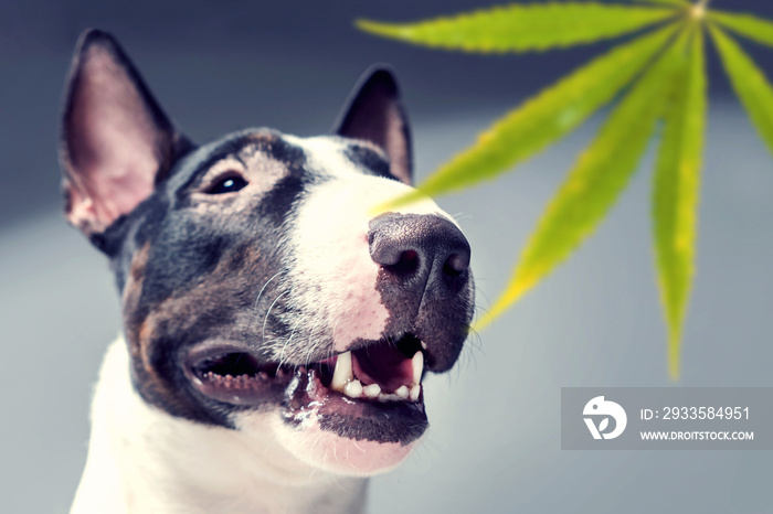 Bull Terrier sniffs a leaf of Marujuana. Trained dog looking for drugs