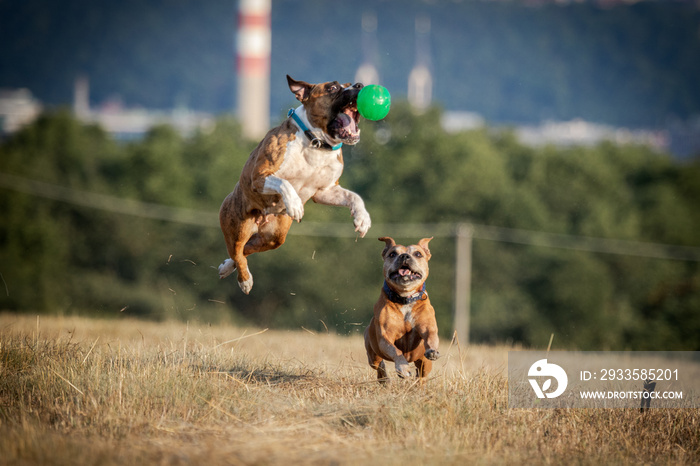 Dogs chasing jumping ball