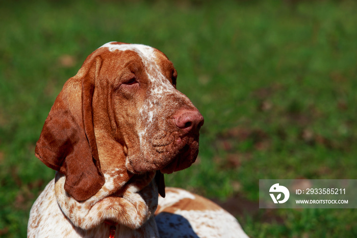 dog Bracco Italiano