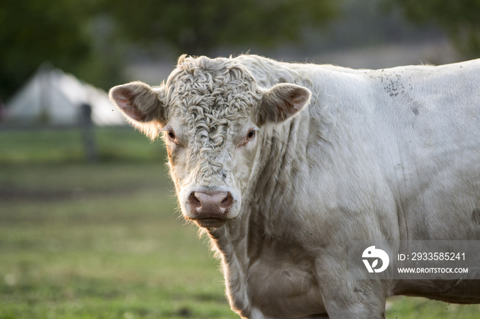 Young Charolais Bull