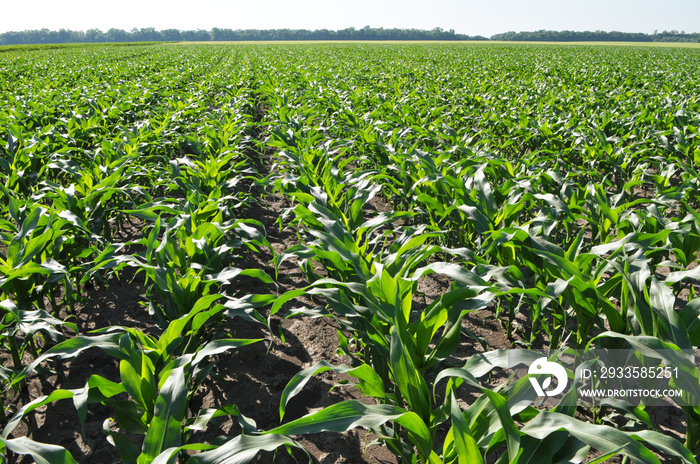 Young corn using herbicides is protected from weeds