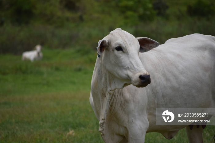 Nelore cattle in the pasture