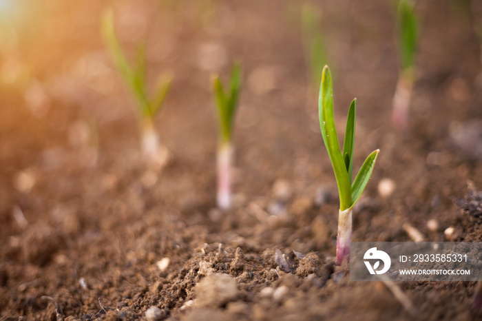 Close-up of a bulb sprouting in a vegetable garden. Spring symbol.