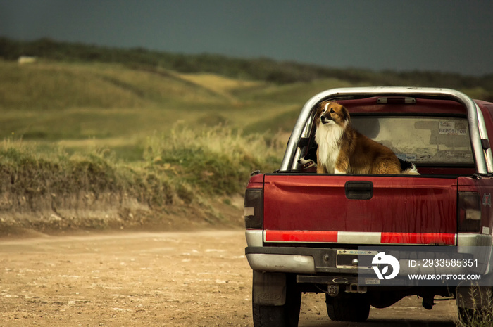 truck on the road with a dog inside