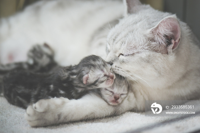 American shorthair cat kissing her kitten