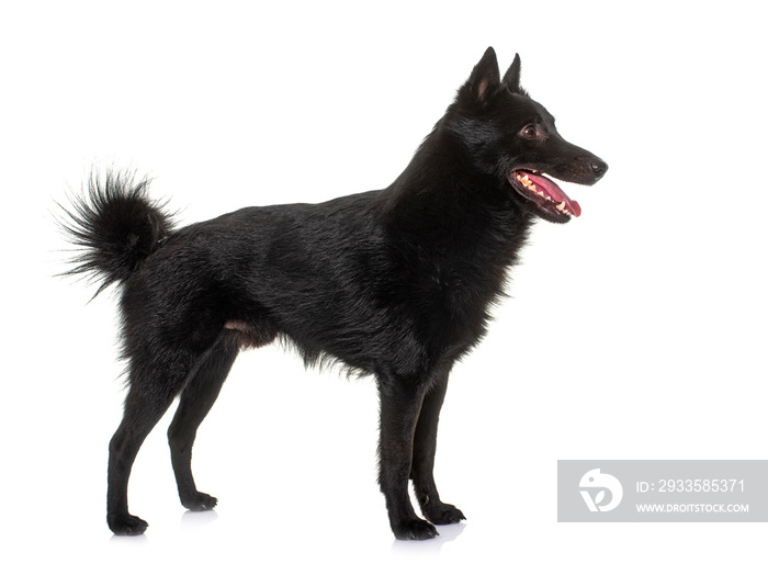 young Schipperke dog