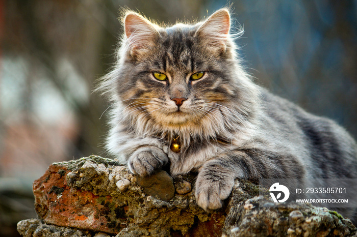 Longhair cat closeup