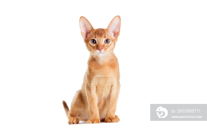 ginger kitten looking Abyssinian breed