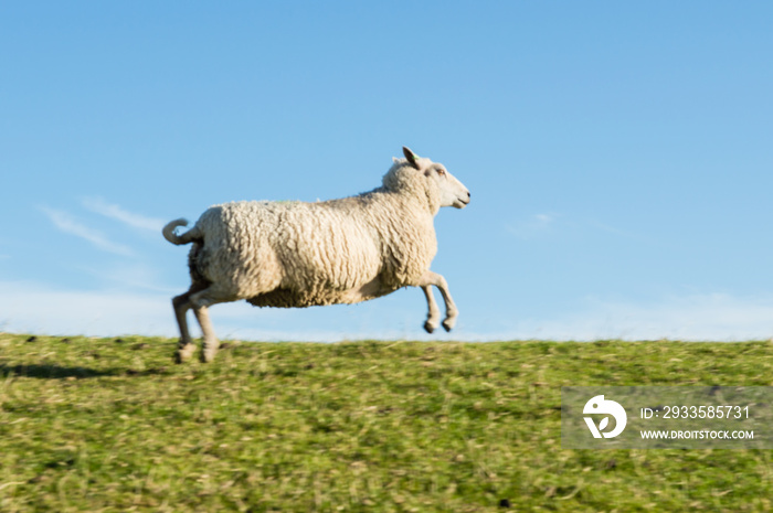 Jumping Sheep