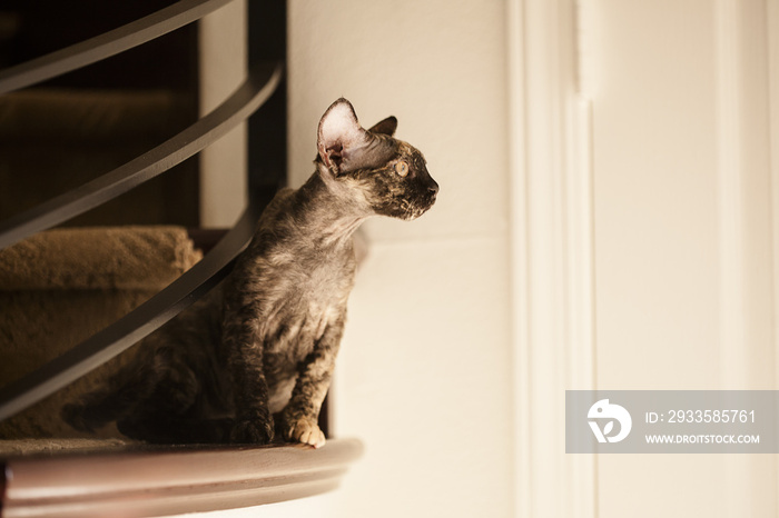 Devon Rex Kitten on Stairs