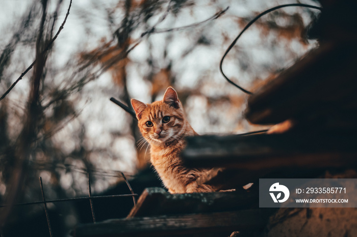 cute cat in the forest at sunset