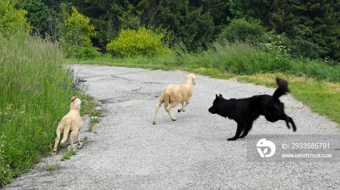 black dog running guarding two young sheep that they want to run away on the road