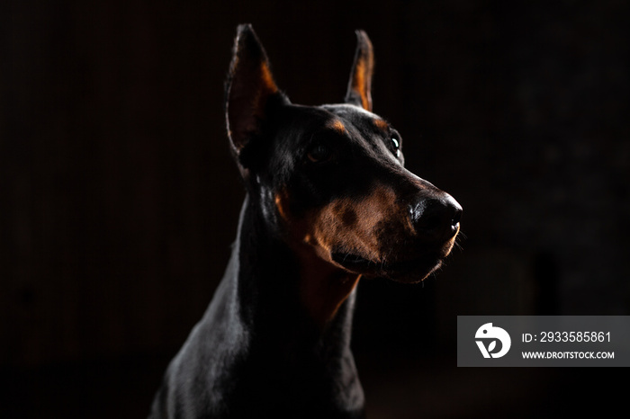 Close-up Funny Portrait of Doberman Dog with big nose Stare in Camera in Camera on isolated Black background