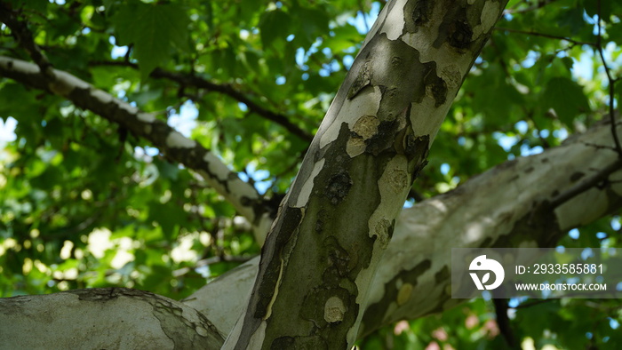 The trunk, bark, leaves and fruits of Platanus occidentalis, also known as the American, London plane tree. Bark of the sycamore tree. Maple. Sycamore. Different colors of the tree trunk.