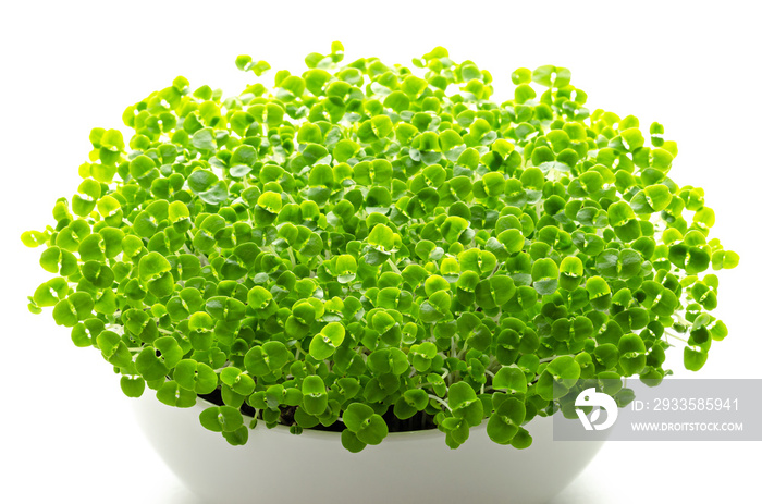 Basil microgreens in white bowl. Sprouts, green seedlings, young plants, leaves and Cotyledons of Ocimum basilicum, also Saint-Joseph’s-wort, in potting compost. Macro photo, front view, over white.