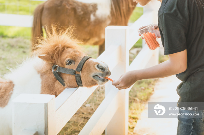 Boy feeding horse in his farm through a white wooden fence.