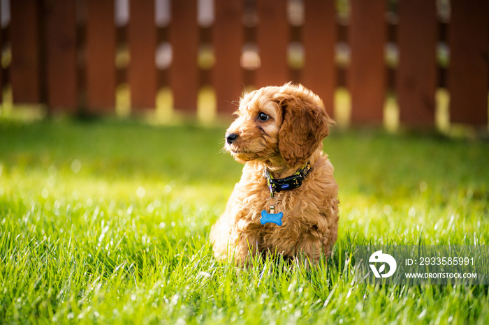 dog in the garden playing dog, happy  cockapoo puppy