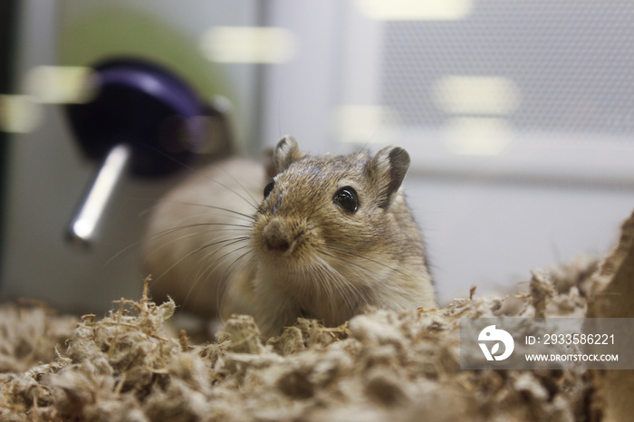 Hamster in cage