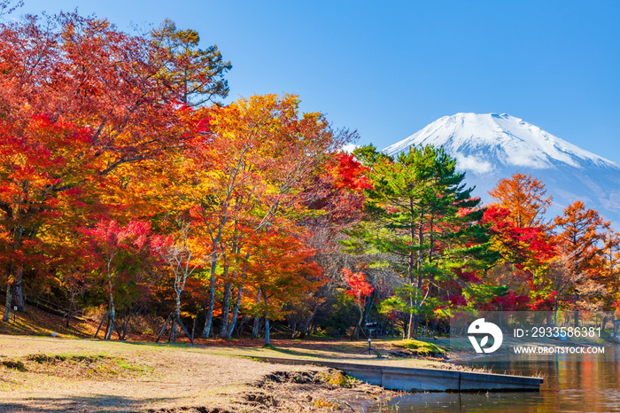 富士山と紅葉　山梨県南都留郡山中湖にて