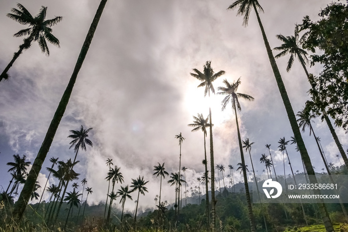 Low angle view to tall Quindio wax palms against the sky, sun hiding behind clouds, Cocora valley, Salento, Colombia