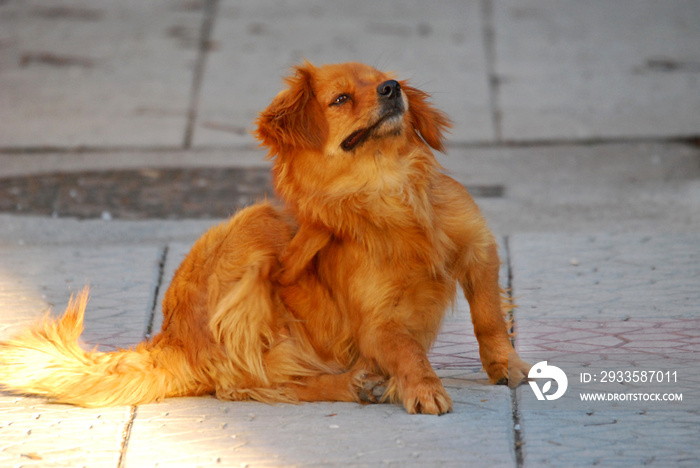 cute orange brown stray dog scratching fur with fleas and ticks