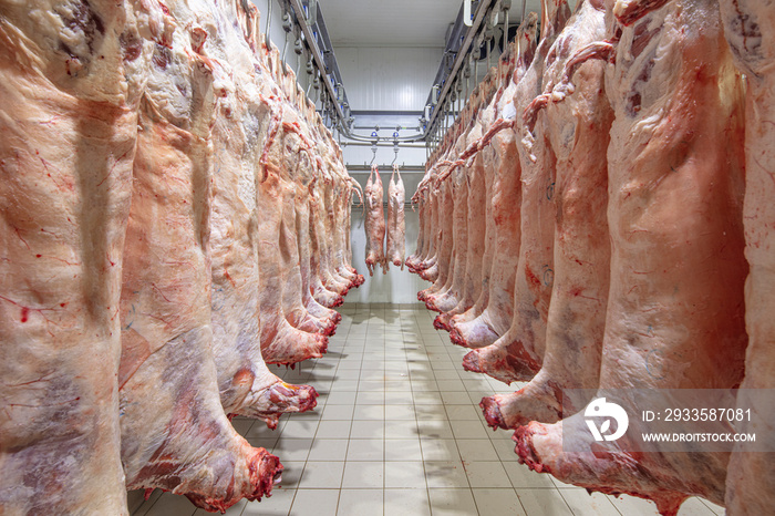 Lamb carcasses hanging on hooks in slaughter house before transfer to market or cold room or cutting. Refrigerated warehouse, hanging hooks of frozen lamb carcasses. Halal cut.