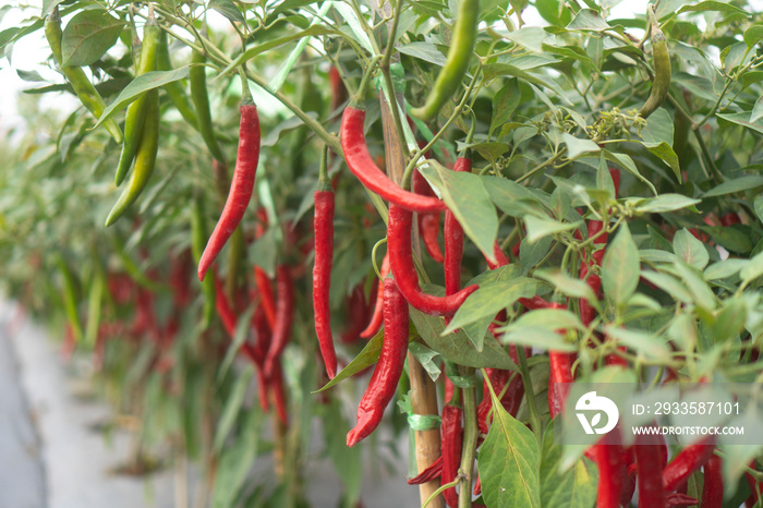 Chili planting in modern greenhouses