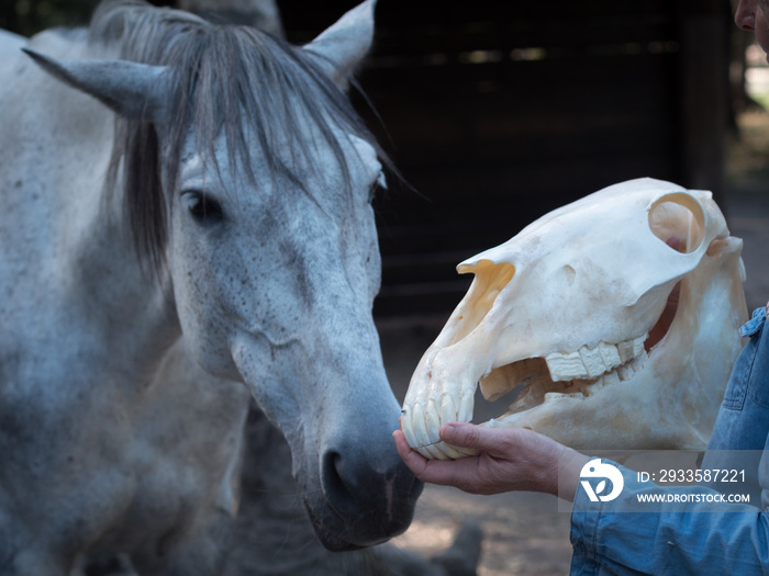 Horizontal view of a horse skull hold by vet and andalusian mare in the background.