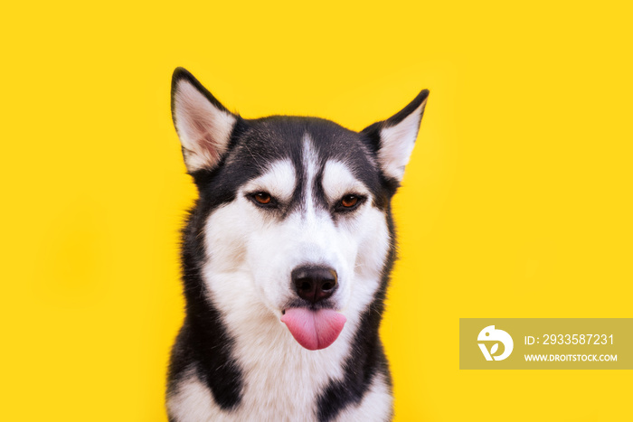 Portrait licking husky dog with worried face on yellow background. Angry dog emotions concept