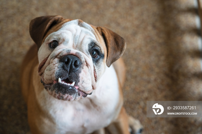 close up of bulldog making face having question