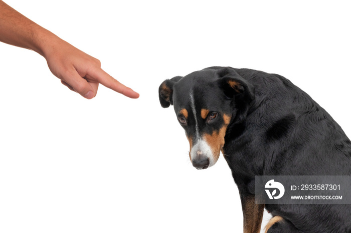 Bad appenzeller dog, pushing by owner with finger pointing at him, isolated on white background