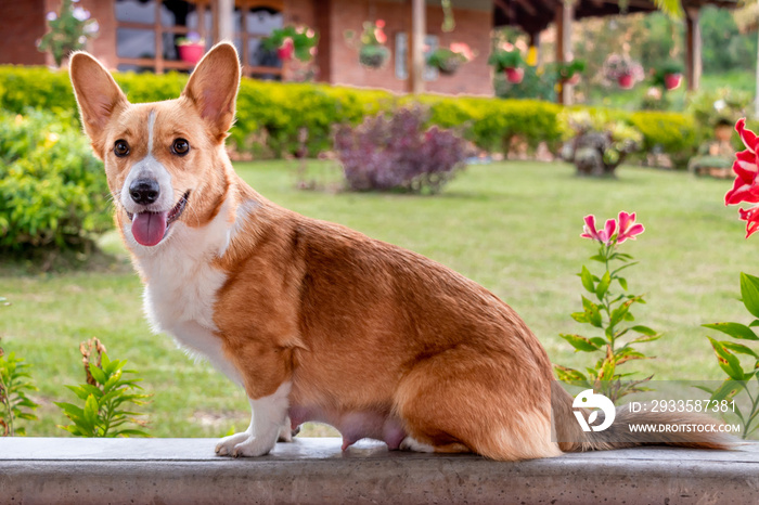 corgi breed dog in pregnancy, with puppies