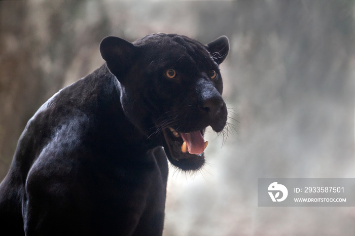 The panther is staring and threatening.