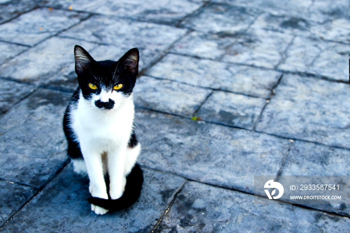 Cat with black mustache.