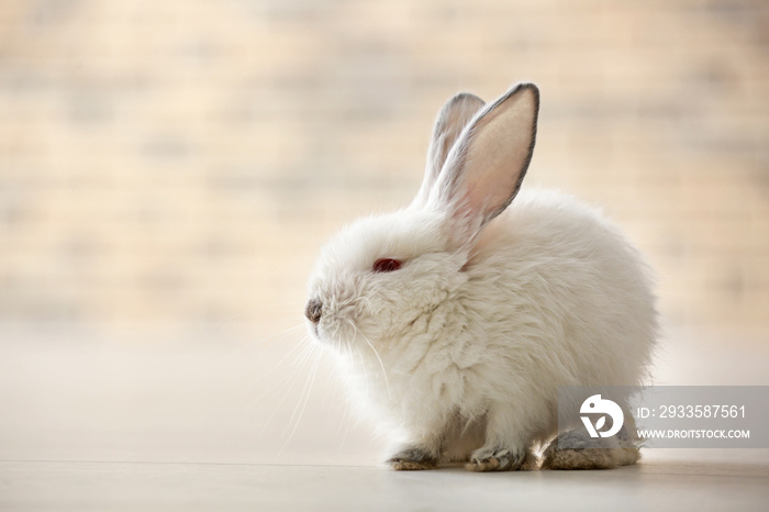 Cute fluffy rabbit on floor