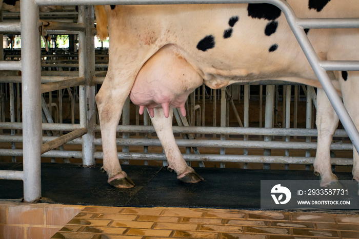 Image of the breast of the mother cow before milking.