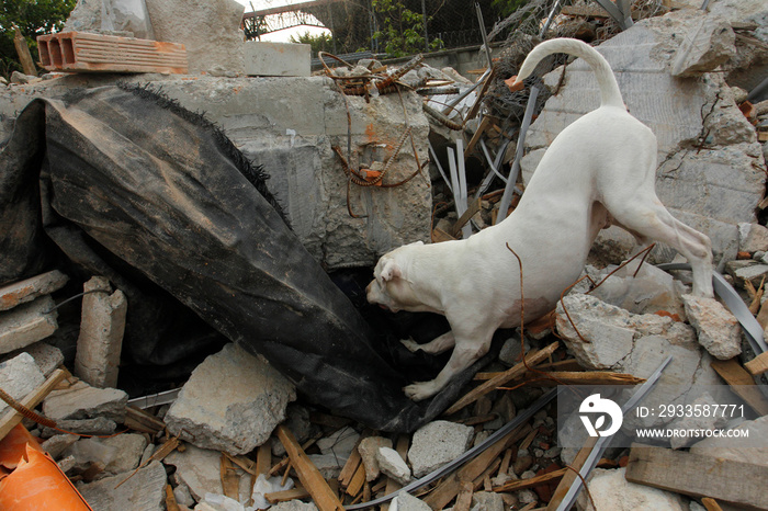 white pit bull rescue dog